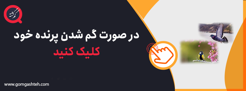 گم شدن سگ و راه های یافتن آن