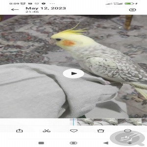 عروس هلندی گل باقالی