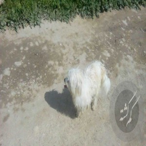 سگ شیتزو ماده