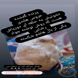 عروس هلندی سفید رنگ