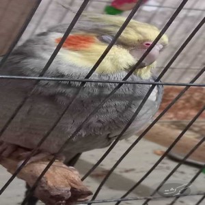 عروس هلندی گمشده