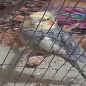 عروس هلندی گمشده