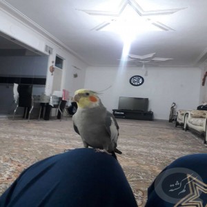 گم شدن عروس پاریس