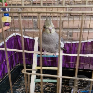 عروس هلندی گمشده