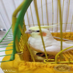 عروس هلندی گمشده