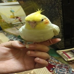 عروس هلندی گمشده