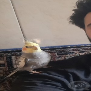پرنده عروس هلندی خاکستری مرواریدی گم کردم لطفا خبر بدین