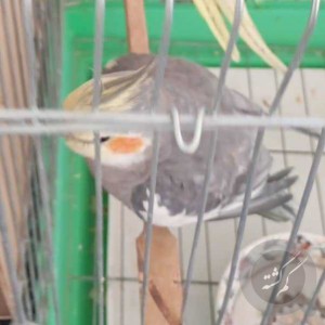 عروس هلندی گمشده در سید گلسرخ