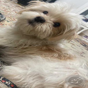سگ گمشده
