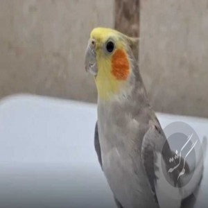 عروس هلندی من گم شده اهلی هستش چن کلمه هم حرف میزنه
