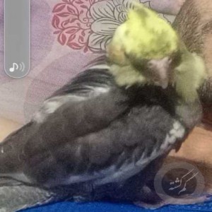 عروس هلندی گمشده