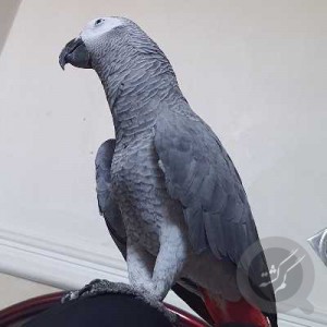 کاسکو گمشده