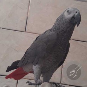 کاسکو گمشده