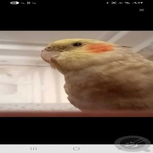 عروس هلندی گمشده در قم