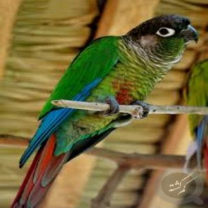 گیرینجیک گمشده