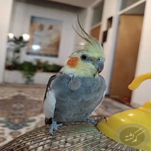 گمشده عروس هلندی