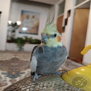 گمشده عروس هلندی
