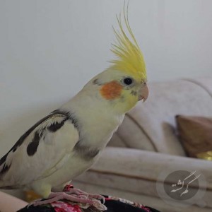 عروس هلندی با پابند قرمز گمشده
