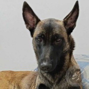 سگ مالینویز گم شده