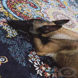 سگ مالینویز گم شده