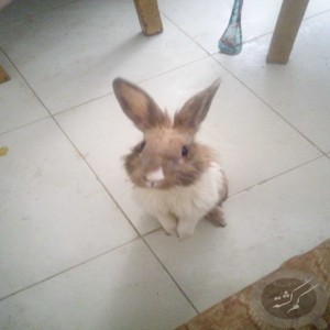 خرگوش 5ساله نژاد جرسی دورنگ نر اسمش تینگی دستاش سفید وپاهاش عسلی