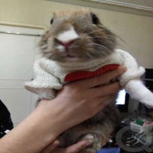 خرگوش 5ساله نژاد جرسی دورنگ نر اسمش تینگی دستاش سفید وپاهاش عسلی