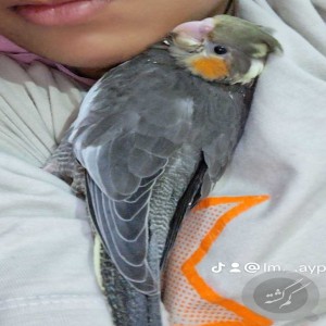 عروس هلندی گمشده
