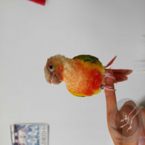 طوطی گرینچیک گمشده