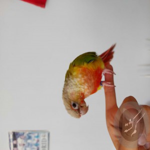 طوطی گرینچیک گمشده