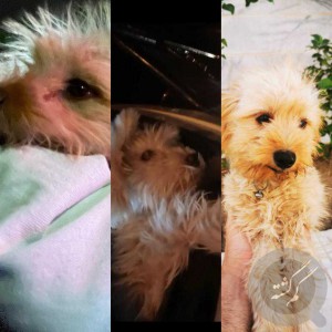 سگ شیتزوتریرگمشده