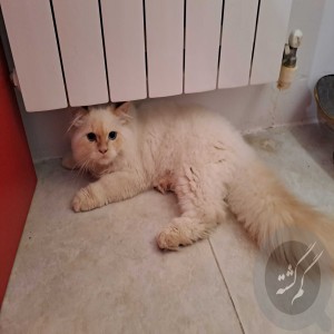 گربه سفید گم شده نژاد هیمالین مو هاش از عکس ها کمی کوتاه تره