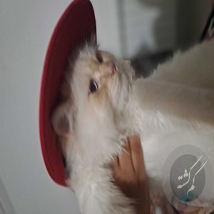 گربه سفید گم شده نژاد هیمالین مو هاش از عکس ها کمی کوتاه تره