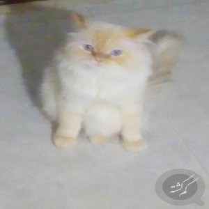 گربه سفید گم شده نژاد هیمالین مو هاش از عکس ها کمی کوتاه تره