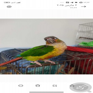 طوطی گرنجیک یلوساید