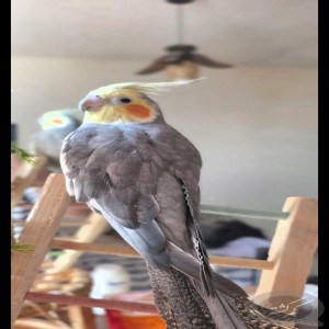 عروس هلندی گمشده