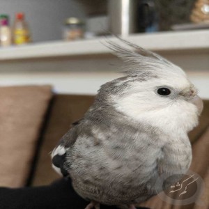 عروسی هلندی گمشده