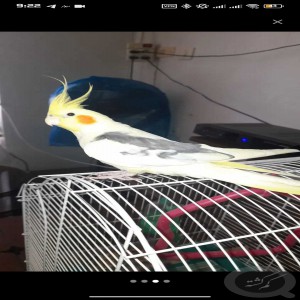 عروس هلندی دوکت گم شده