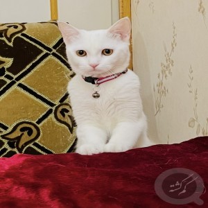 گربه سفید رنگ با قلاده صورتی و چشمان عسلی گم کرده ام
