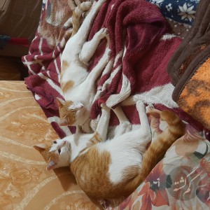 گربه زرد وسفید ماده دختر حوالی ف۴ تهرانپارس استخر حبیب نژاد پ۵۰