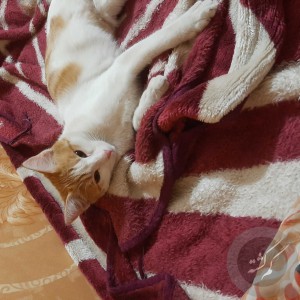 گربه ماده زردوسفید بنامشنگول حدود۷ ماهه عقیم شده