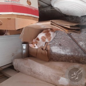 گربه ماده زردوسفید بنامشنگول حدود۷ ماهه عقیم شده