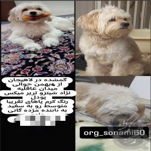 سگ شیتزو تریر