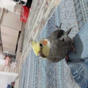 عروس هلندی گم شده