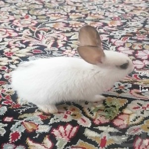 مژدگانی خرگوش گم شده